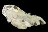 Fossil Mud Lobster (Thalassina) - Australia #141046-3